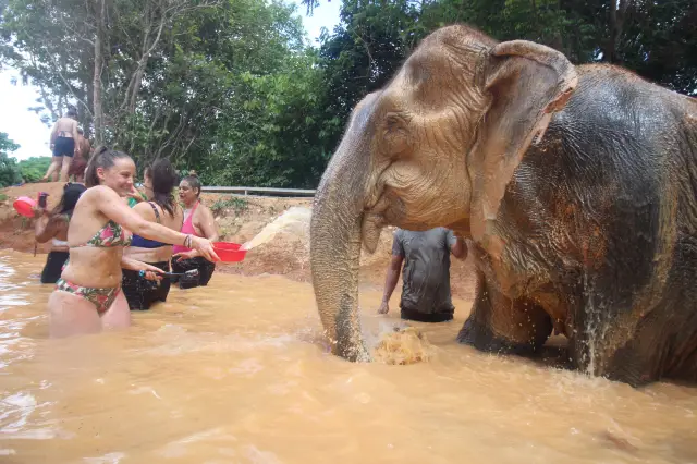 Chiang Mai Elephant Interaction