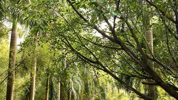 Дай Ваншань лесной парк