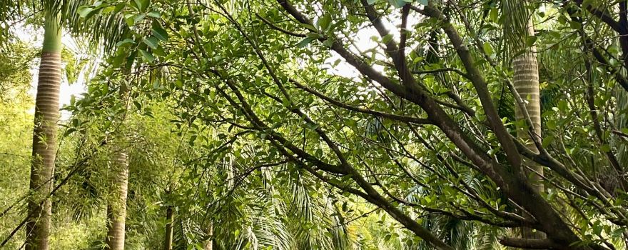 Dawang Mountain Forest Park