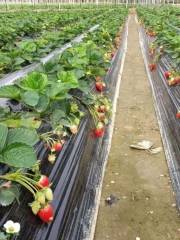 永順草莓園