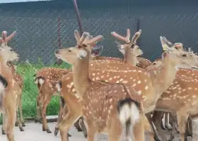 Longchuan Town Deer Farm