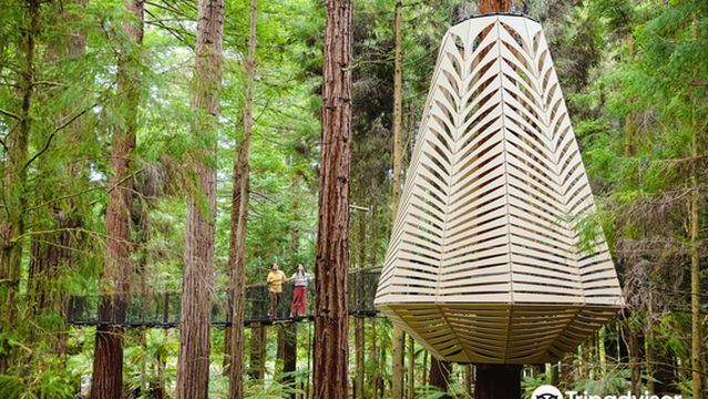 Redwoods Treewalk