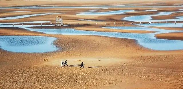 Clam Digging in Qinhuangdao