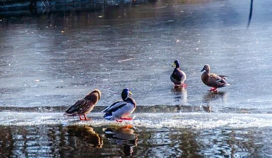 Бухарестский ботанический сад