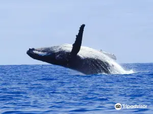 Dolphin Pacific Diving and Whale Watching