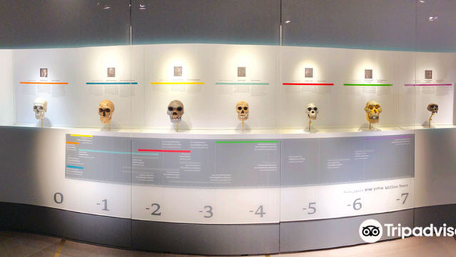 The Steinhardt Museum of Natural History