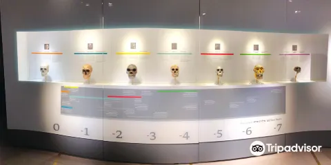 The Steinhardt Museum of Natural History