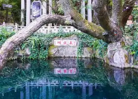 蝴蝶泉