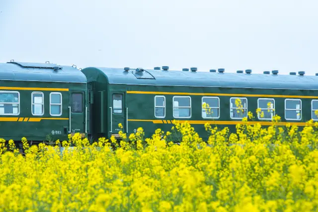 Rapeseed Flower Viewing in Kunming