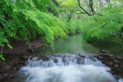 Nine Creeks in the Misty Forest
