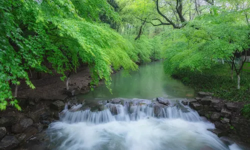 Nine Creeks in the Misty Forest