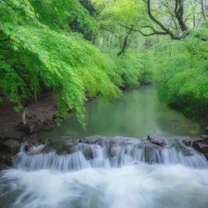 Nine Creeks in the Misty Forest
