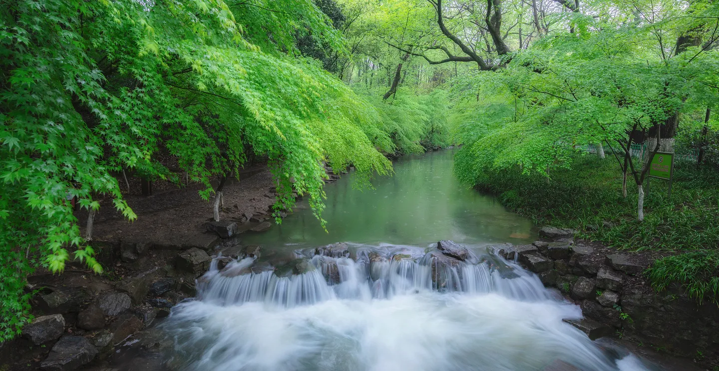 Nine Creeks in the Misty Forest
