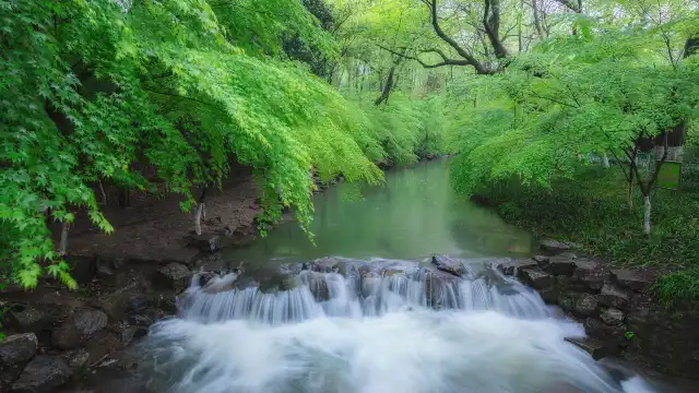 Nine Creeks in the Misty Forest