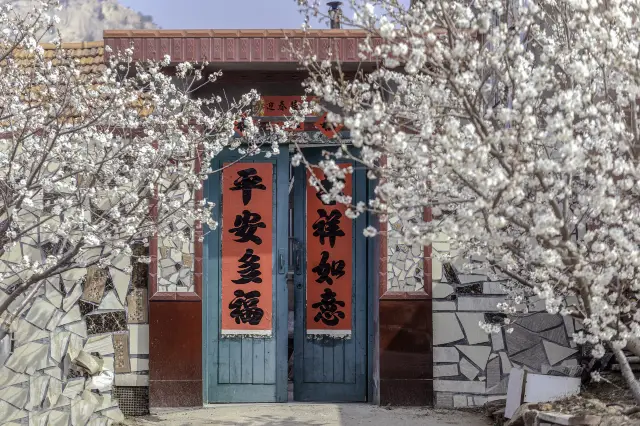 Shandong Apricot Blossom Viewing