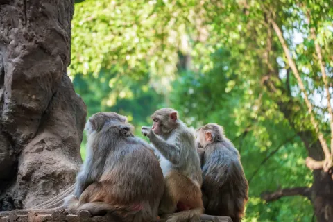 Nanning Zoo