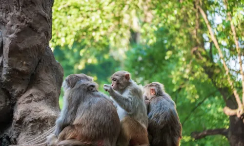 Nanning Zoo
