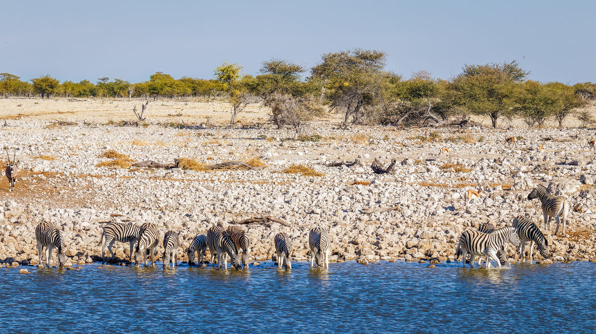 Okaukuejo Waterhole