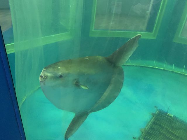 【福井】越前松島水族館