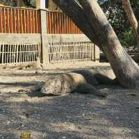 Komodo Dragons on Rinca Island