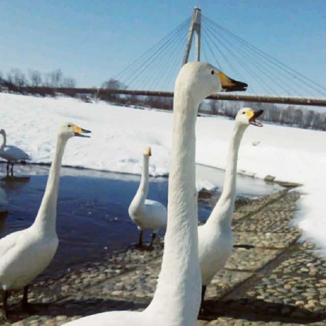 【北海道】十勝中央大橋（白鳥大橋）