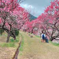 旅行|花桃の里(長野県阿智村)