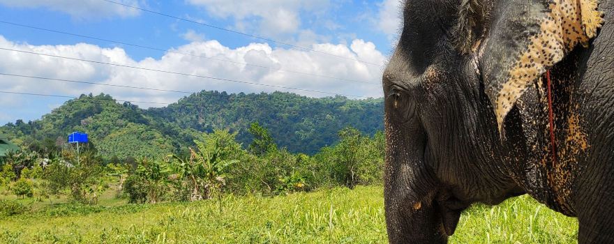 Thongsuk Elephant Park