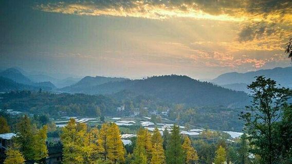 Xing'an Mochuan Ginkgo