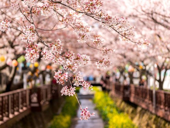 Gyeonghwa Station Cherry Blossom Road