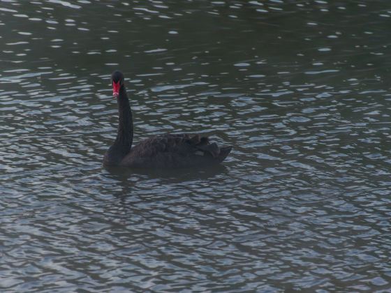 上海和平公園