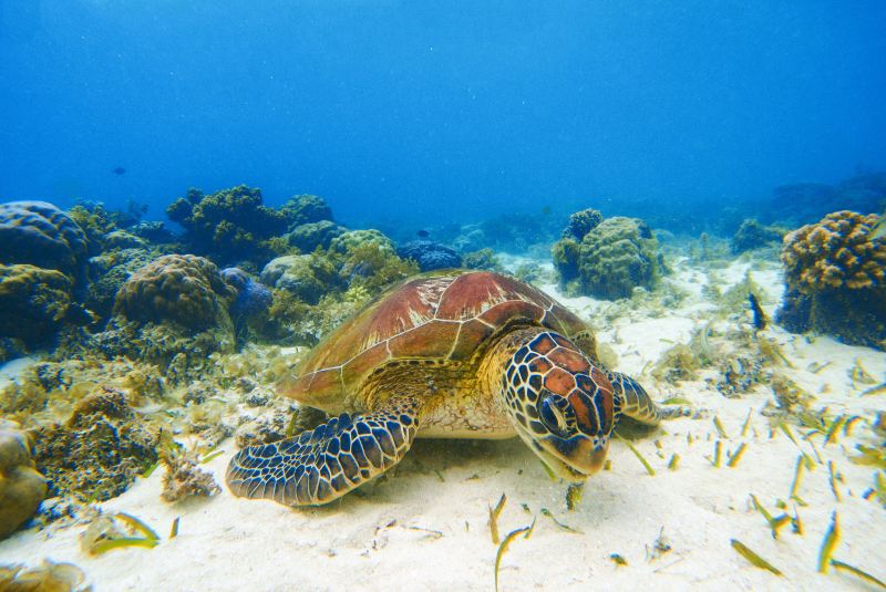 Sipadan Island