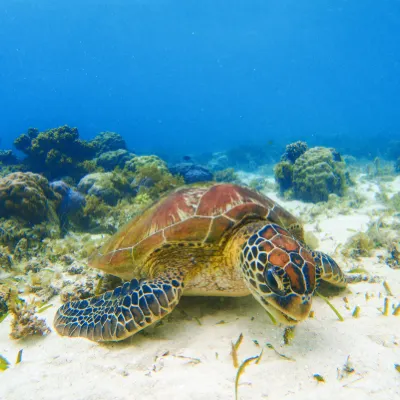 Hotel dekat Sipadan Island