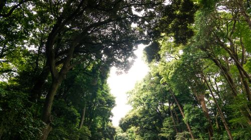 Black River Gorges National Park