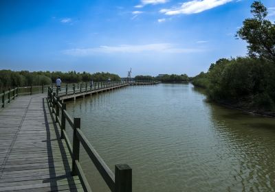 Yellow River Estuaries