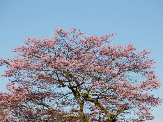 無量山櫻花谷