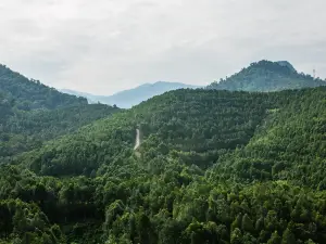 務邊沉香山茶園