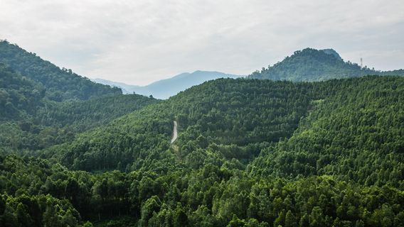 HOGA, Gaharu Tea Valley Gopeng
