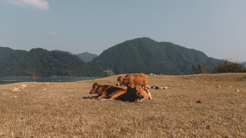 Luokeng Grassland