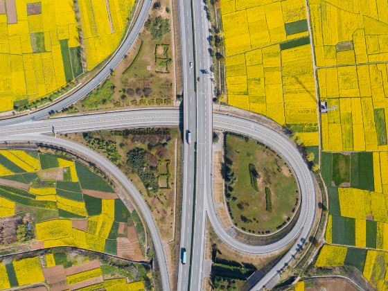 Rape Flower Field, Yangxian County