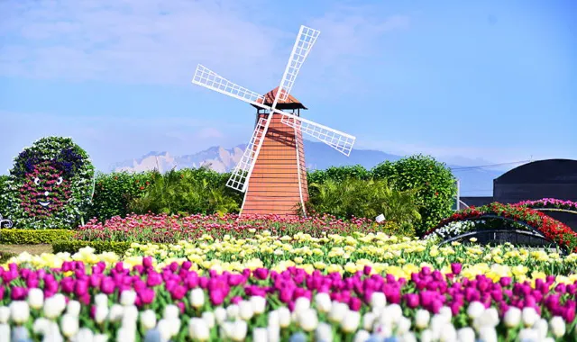 台湾のお花見スポット