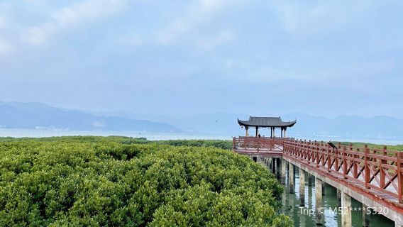 Mangrove Coastal Park, Beishan Mountain