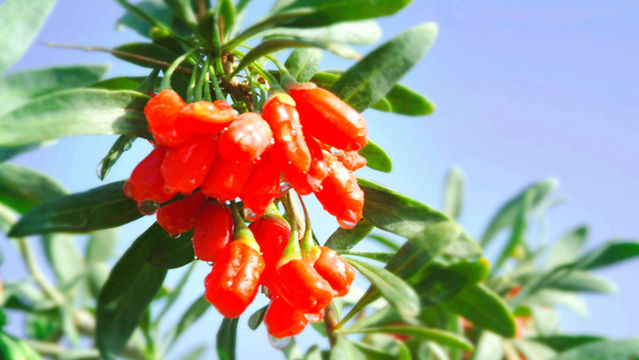 Red Agate Goji Berry Sightseeing Garden