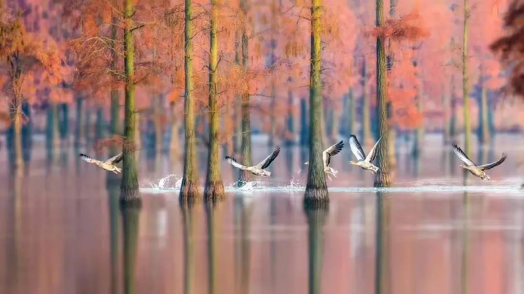 2024 China Anhui 8th Chishan Lake Bird Watching Week | Lai'an