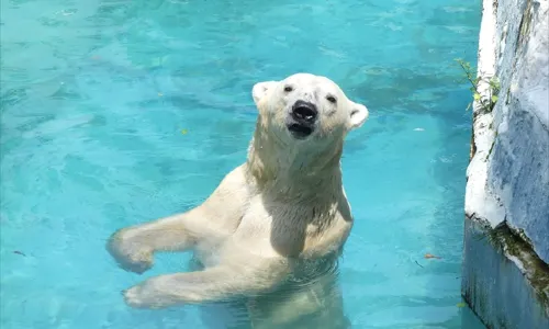 Tennoji Zoo