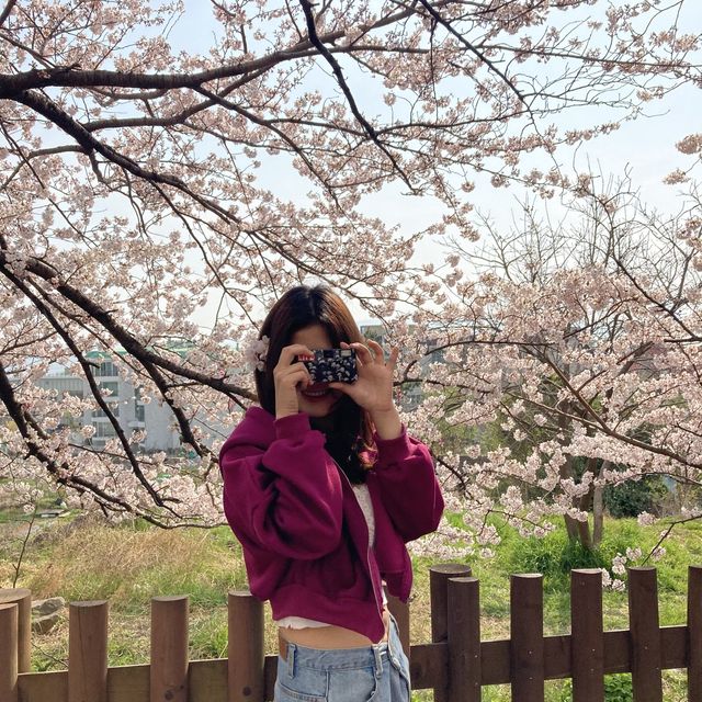 부산 벚꽃명소- 달맞이길