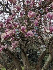 Azalea and Magnolia Garden