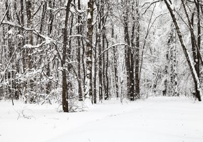 Сунхуа оригинальный лесной парк