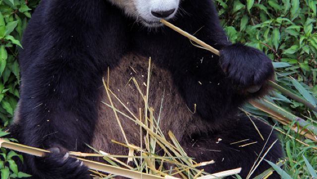 青城山前山+熊貓谷【私家團包車遊&含門票&三環內接駁】