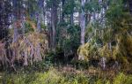 Lamington National Park