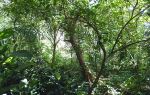 莫里熱帶雨林景區